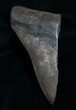 Half of a Inch Megalodon Tooth #4614-1